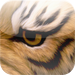 Twin Tigers:  A fun matching game with Tigers for kids.